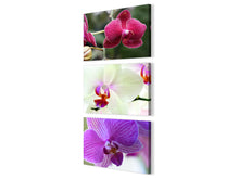 Orquídeas Multicolor