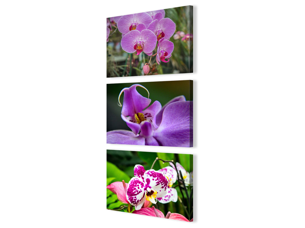 Orquídeas Moradas