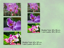 Orquídeas Moradas