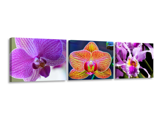 Orquídeas Intensas