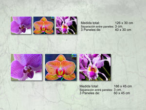 Orquídeas Intensas