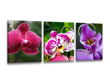 Orquídeas Detalles