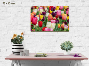 Cuadro Tulipanes Impresos en Lienzo Canvas montado sobre bastidor