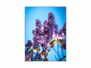 Cuadro Lilac Flor en Lienzo Canvas sobre bastidor