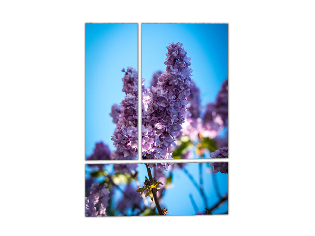 Cuadro Lilac Flor en Lienzo Multipanel